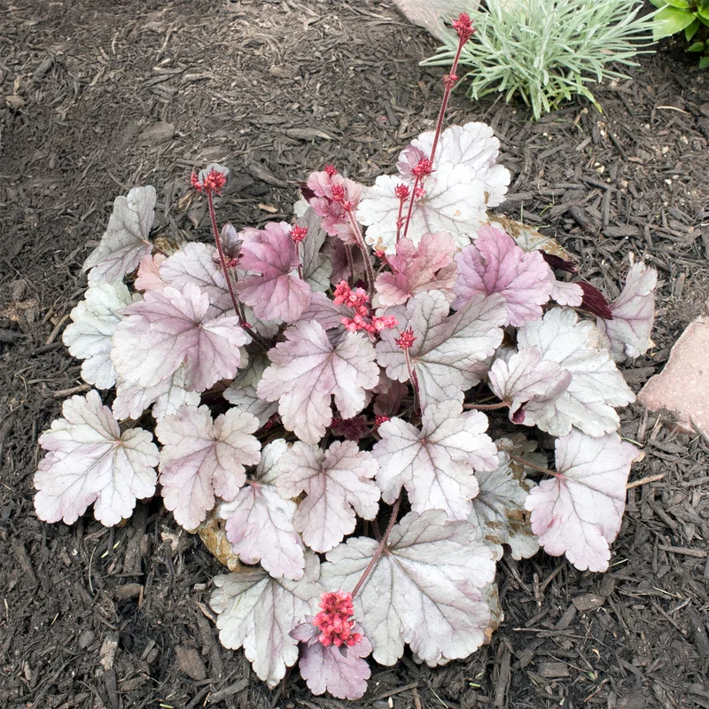 Purpurglöckchen 'Silver Gumdrop'