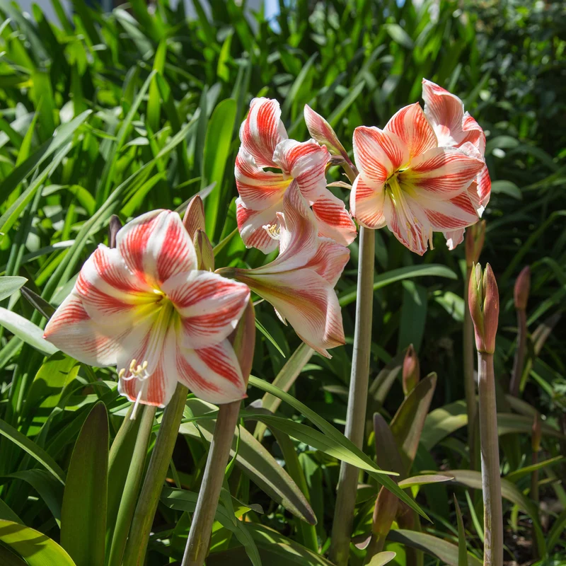 Amaryllis Happy Nymph