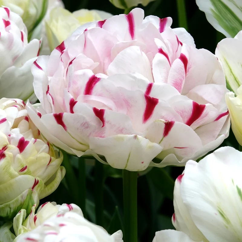 Tulpe 'Dance Line' gefüllt (x7)