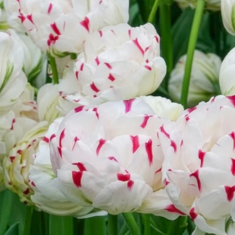 Tulpe 'Dance Line' gefüllt (x7)