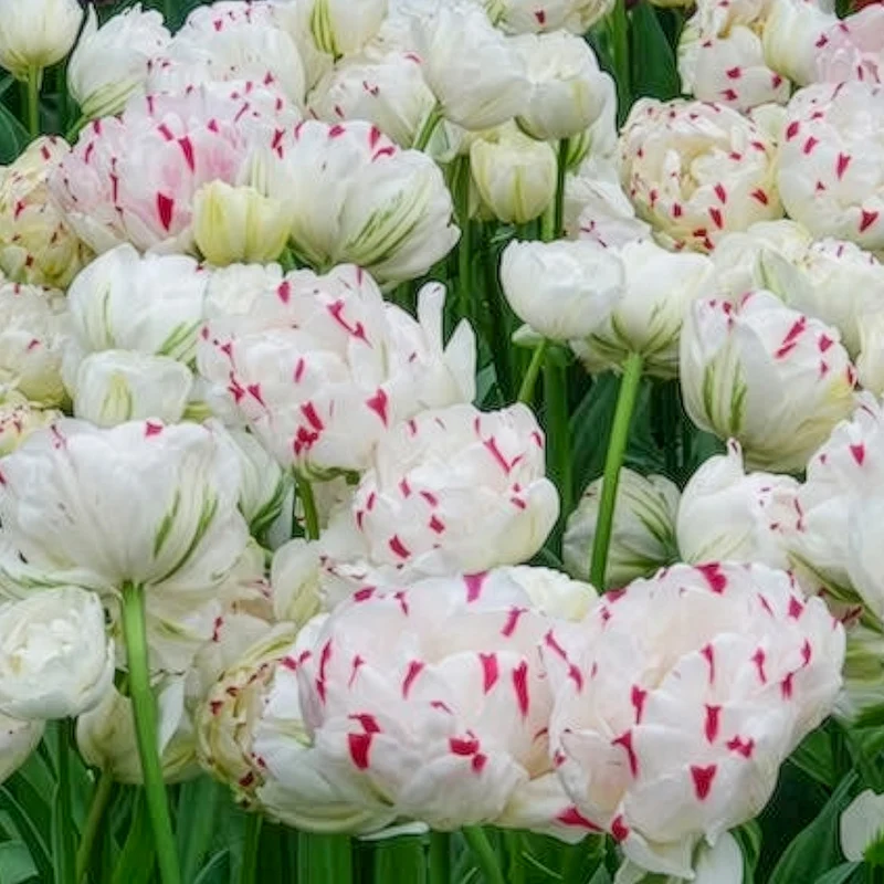 Tulpe 'Dance Line' gefüllt (x7)