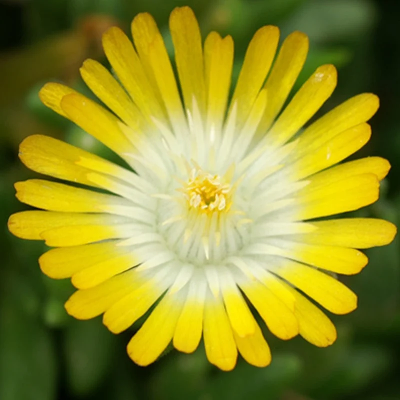 Mittagsblume 'Jewel of Desert Peridott'