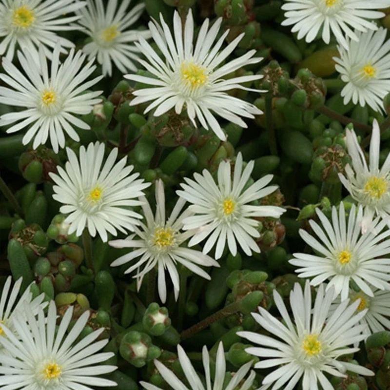 Garten-Mittagsblume Graaf Reinet