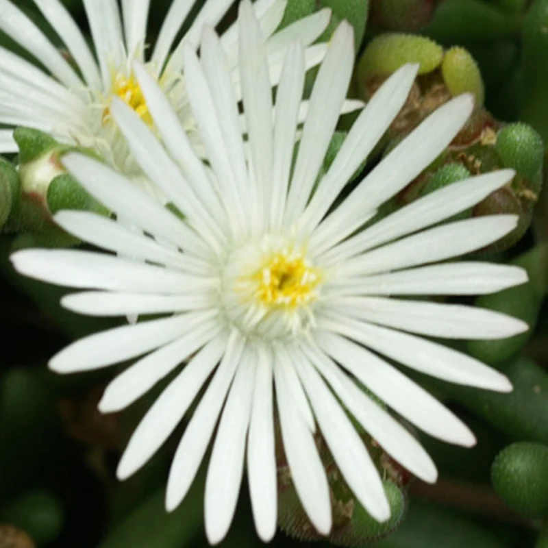 Garten-Mittagsblume Graaf Reinet