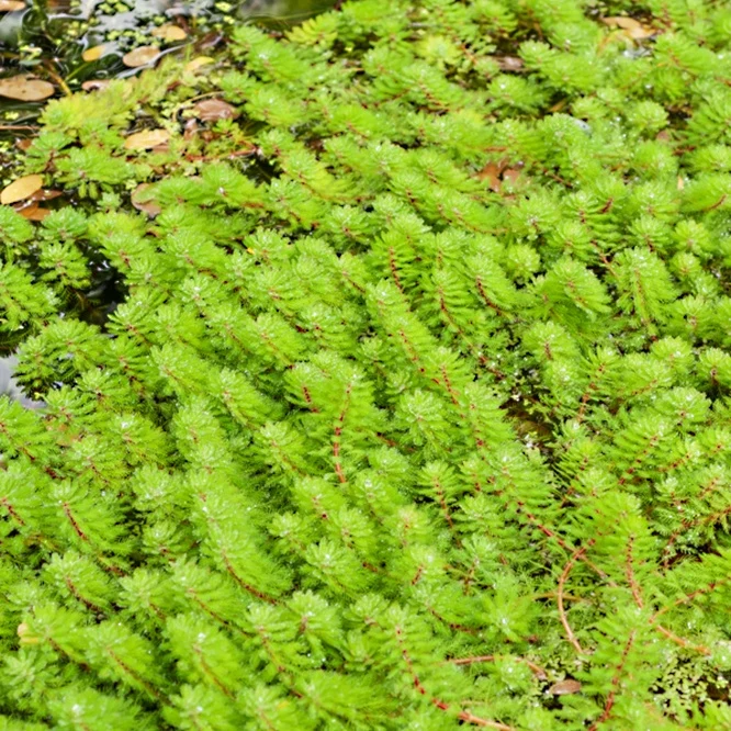 Myriophyllum Red Stem