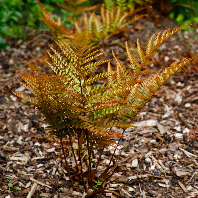 Roter Indusienfarn