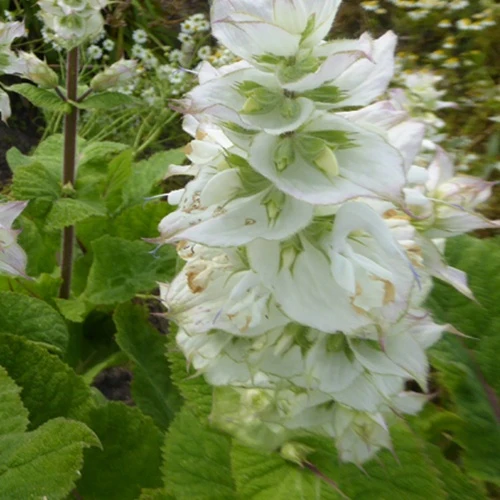 Muskatellersalbei Vatican White