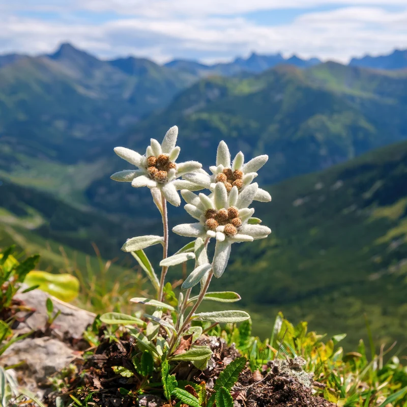 Alpen-Edelweiss