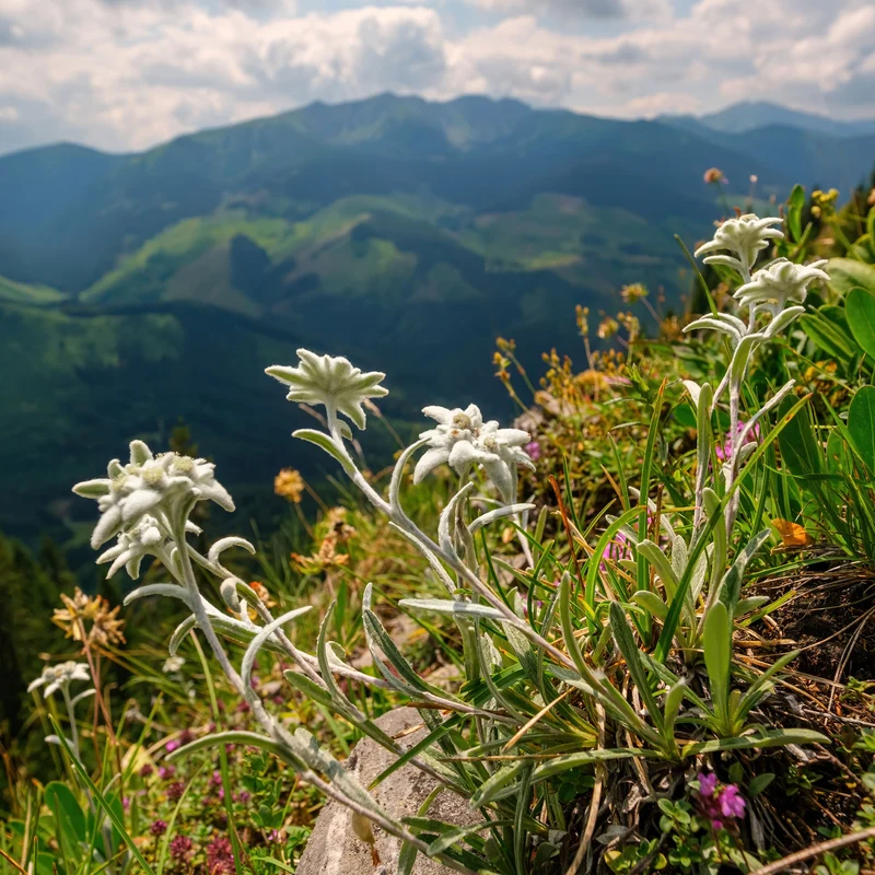 Alpen-Edelweiss