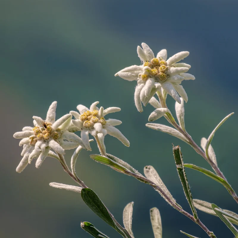 Alpen-Edelweiss