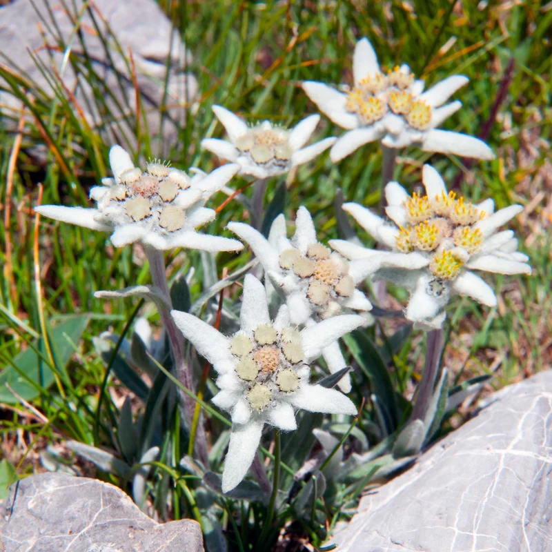 Alpen-Edelweiss