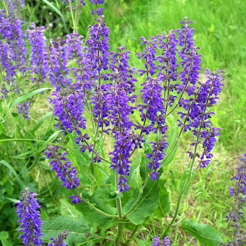 Wiesensalbei