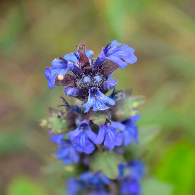 Wiesensalbei
