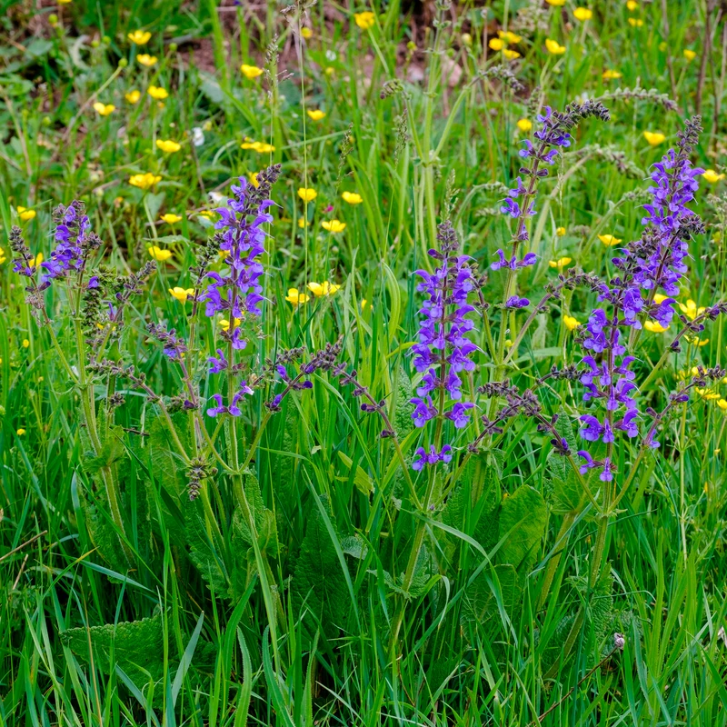 Wiesensalbei