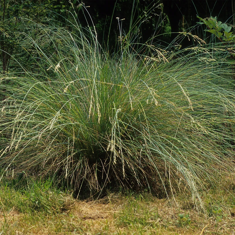Immergrünes Australien-Rispengras (Poa labillardieri)