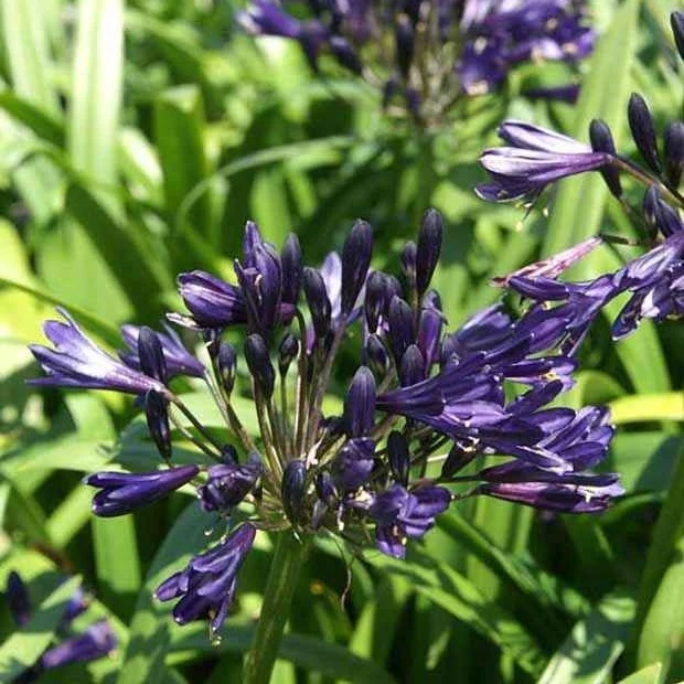 Schmucklilie PITCHOUNE ® Violet