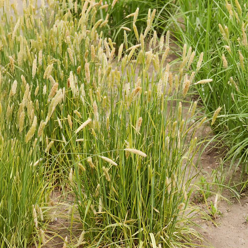 Wiesen-Fuchsschwanz ‘Aureovariegatus’