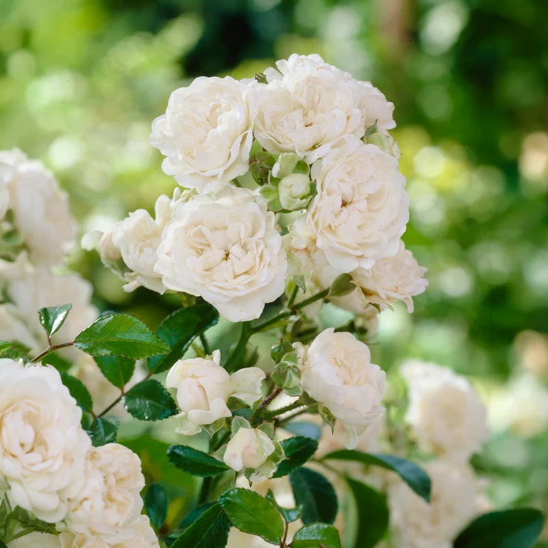 Bodendeckerrose 'Crystal Fairy'