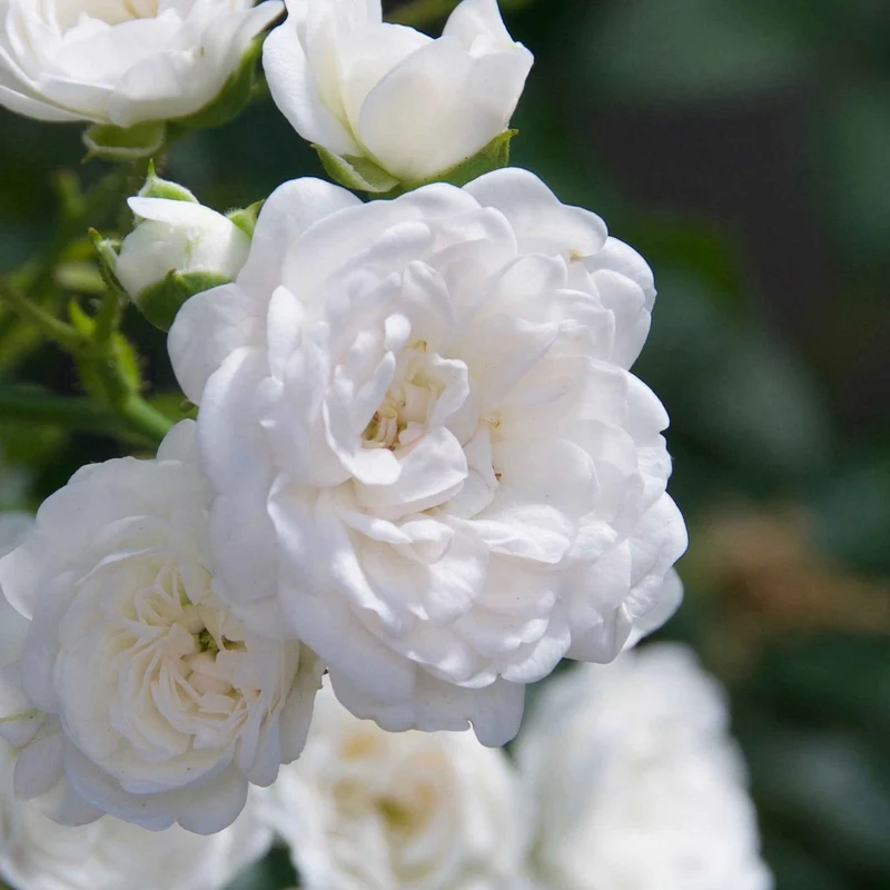 Bodendeckerrose 'Crystal Fairy'