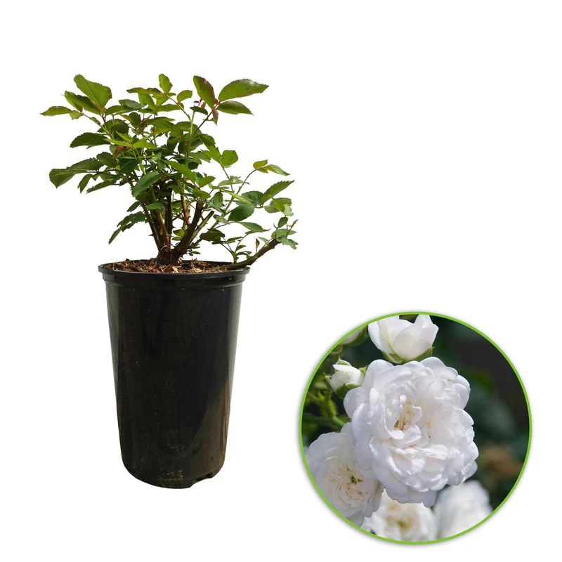 Bodendeckerrose 'Crystal Fairy'