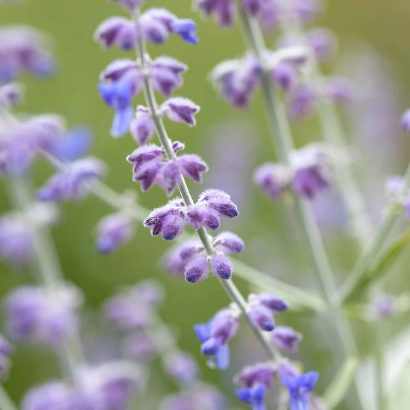 Blauraute 'Blue Spire'