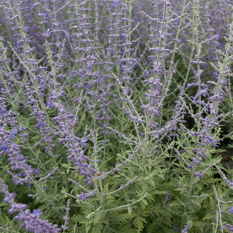 Blauraute 'Blue Spire'