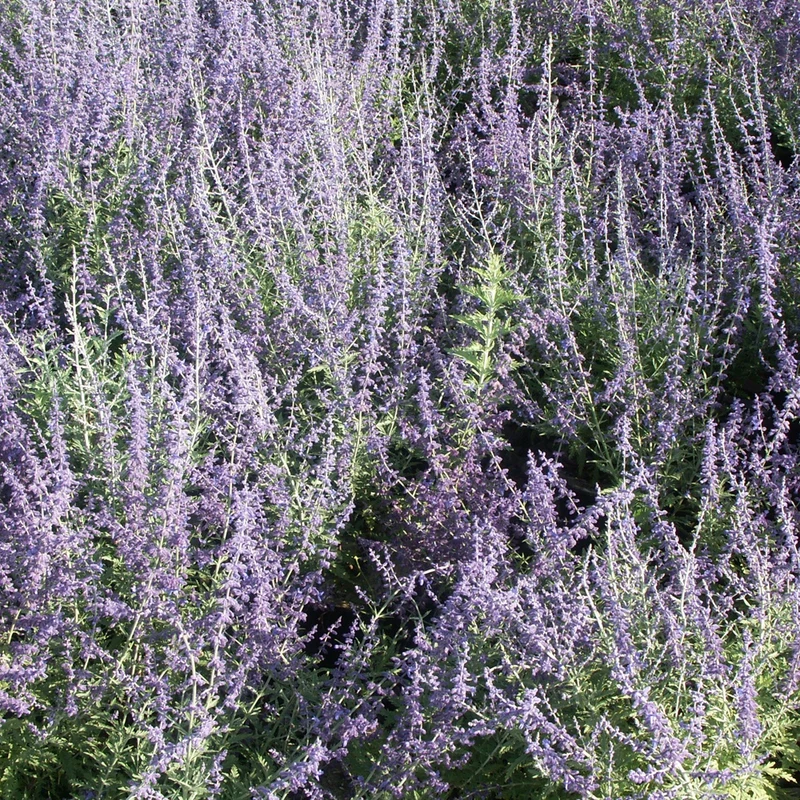 Blauraute 'Blue Spire'