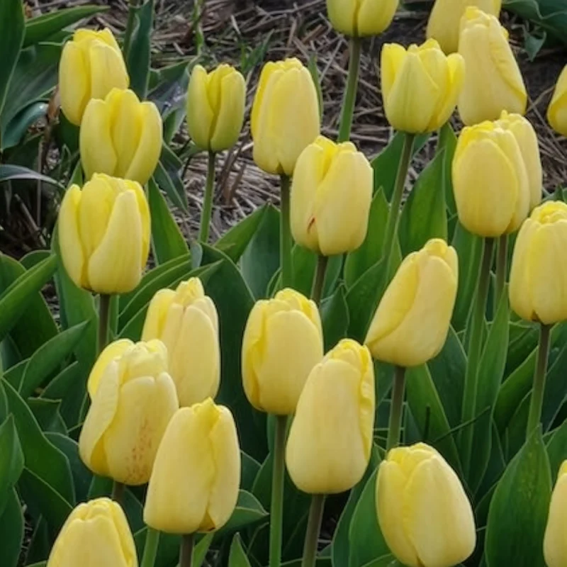 Darwin-Tulpen Golden Parade