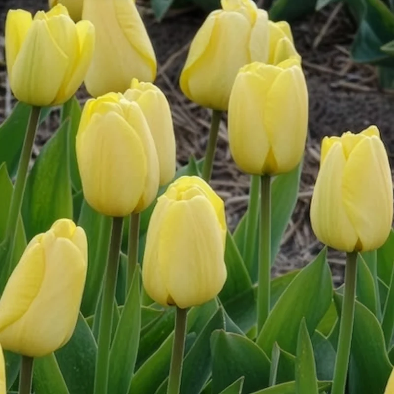 Darwin-Tulpen Golden Parade