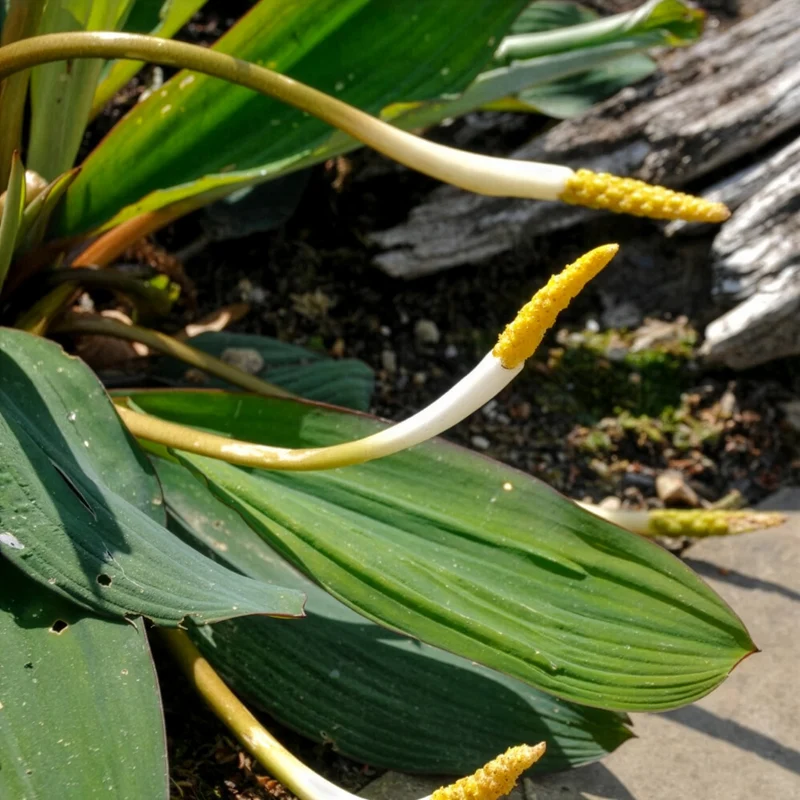 Goldkolben (Orontium aquaticum)