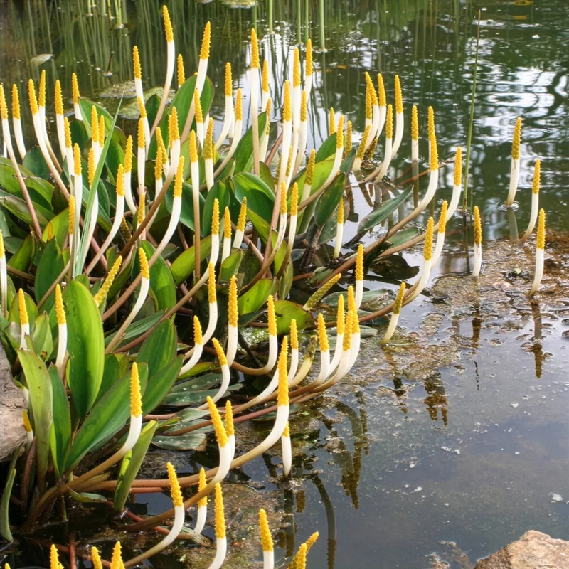 Goldkolben (Orontium aquaticum)