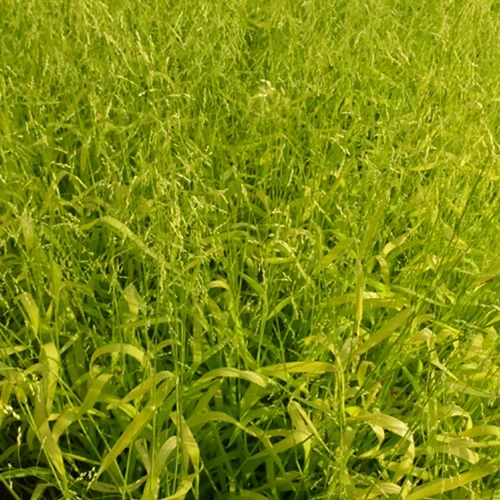 Gold-Hirsegras (Milium effusum 'Aureum')