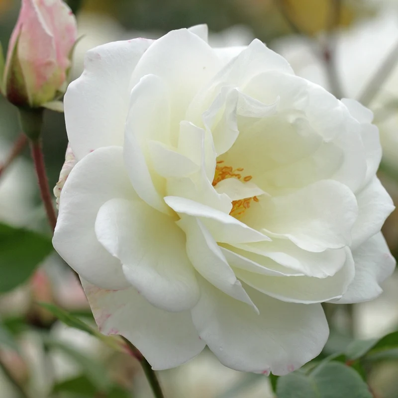 Kletterrose 'Fee des Schnees'