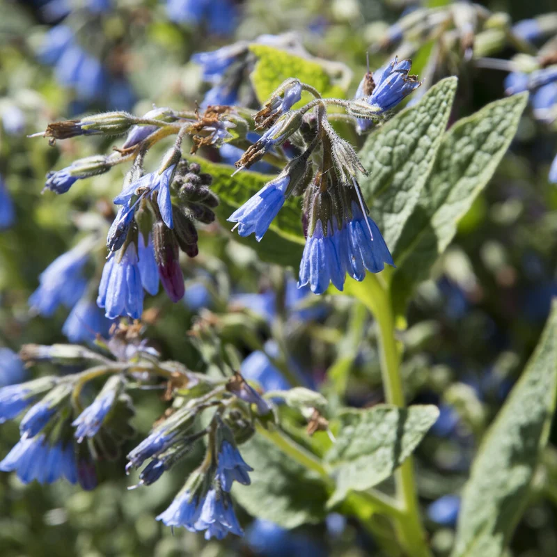 Blauer Beinwell