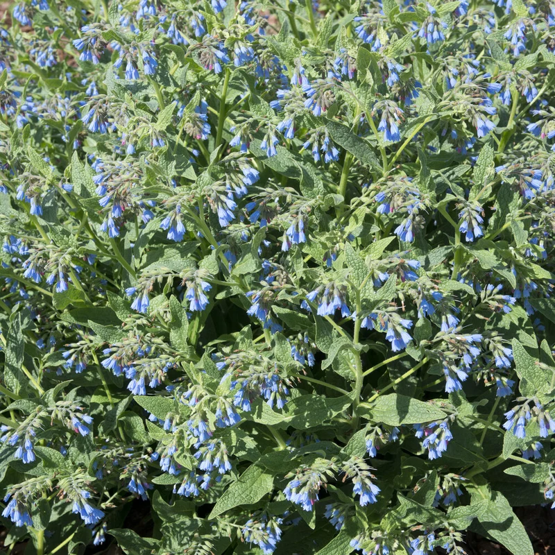 Blauer Beinwell