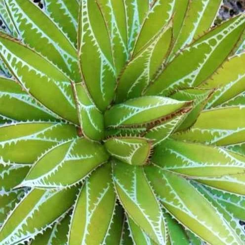 Agave ‘Impressive’