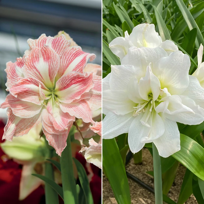 Amaryllis-Kollektion rosa & weiß (x2)