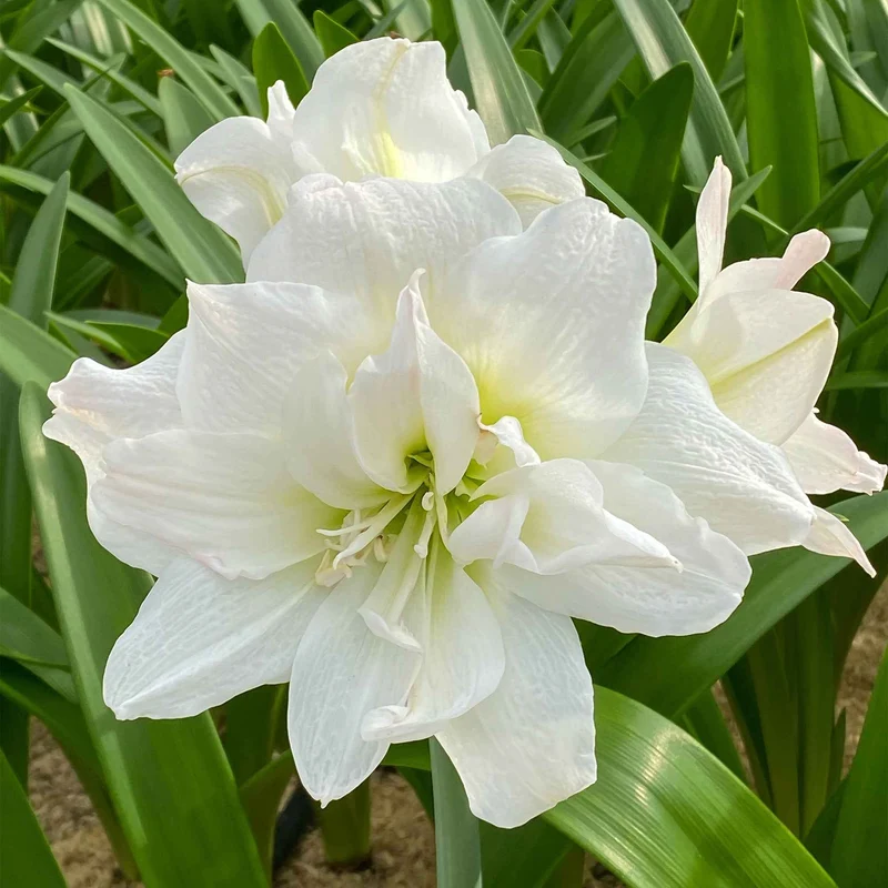 Amaryllis-Kollektion rosa & weiß (x2)