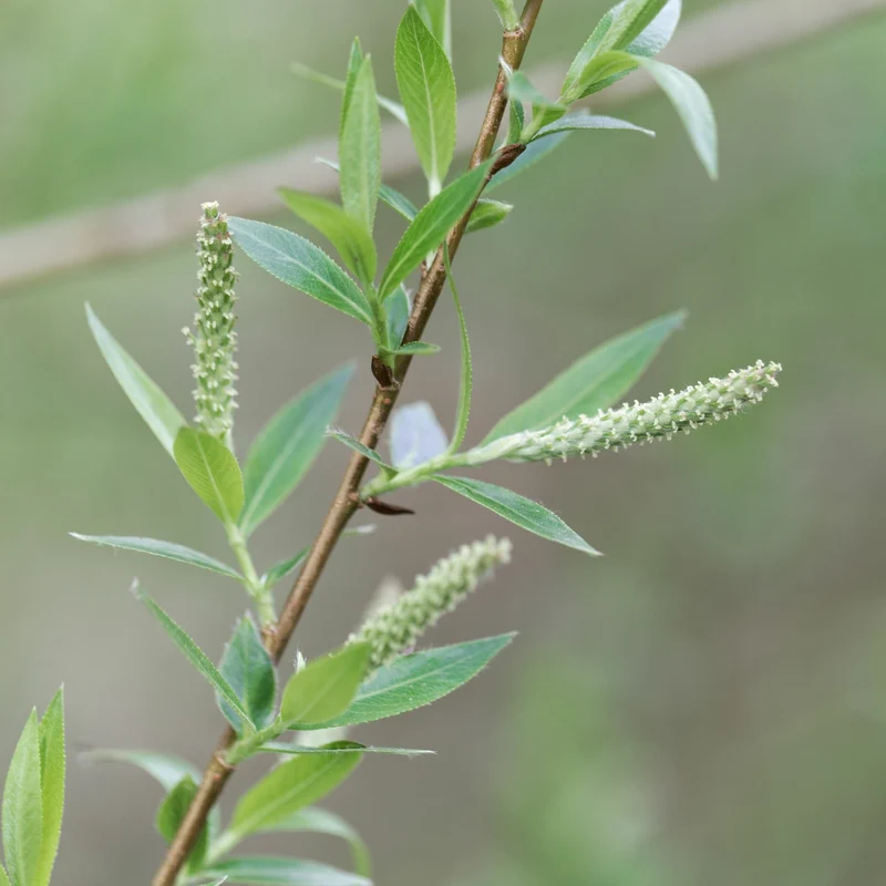 Braune Weide (Salix triandra)