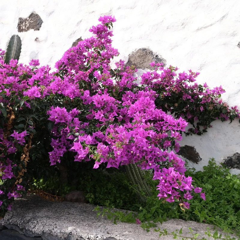 Bougainvillea violett