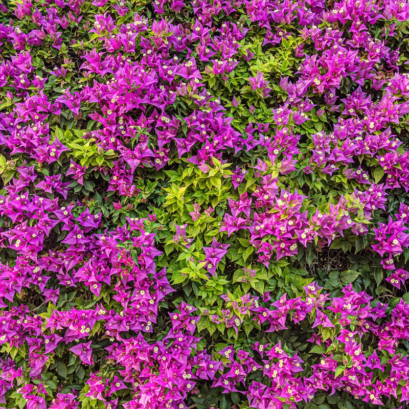 Bougainvillea violett