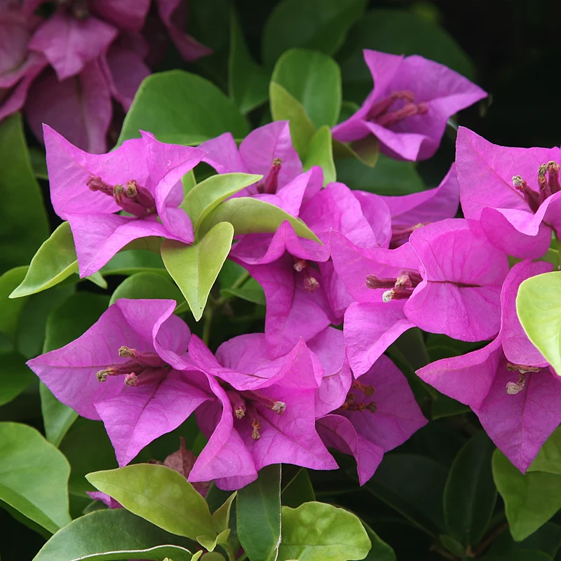 Bougainvillea violett