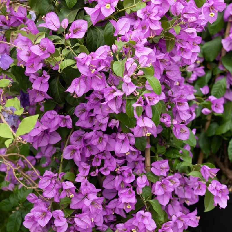 Bougainvillea violett