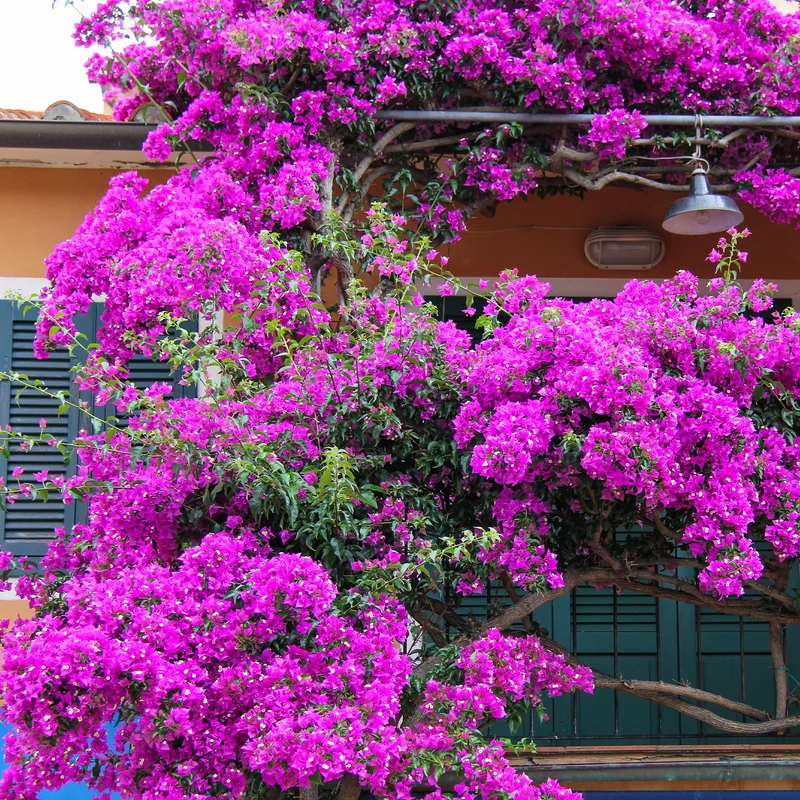 Bougainvillea violett