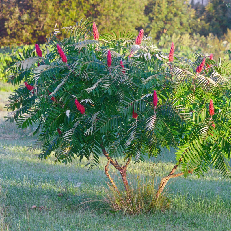 Essigbaum