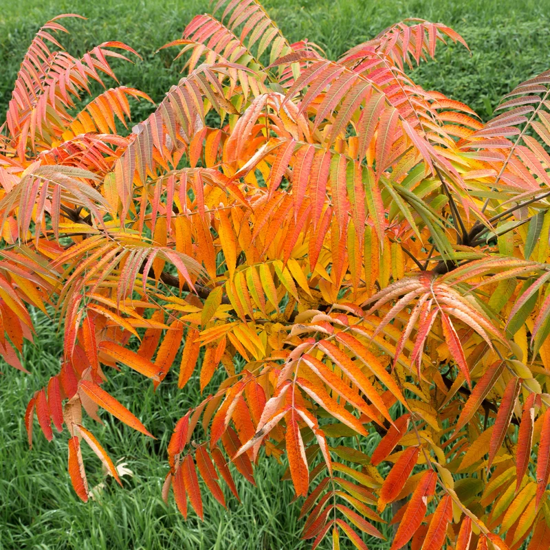 Essigbaum