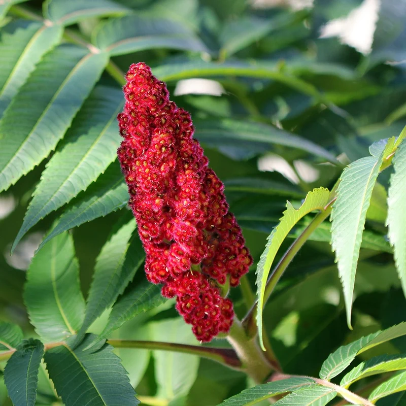 Essigbaum