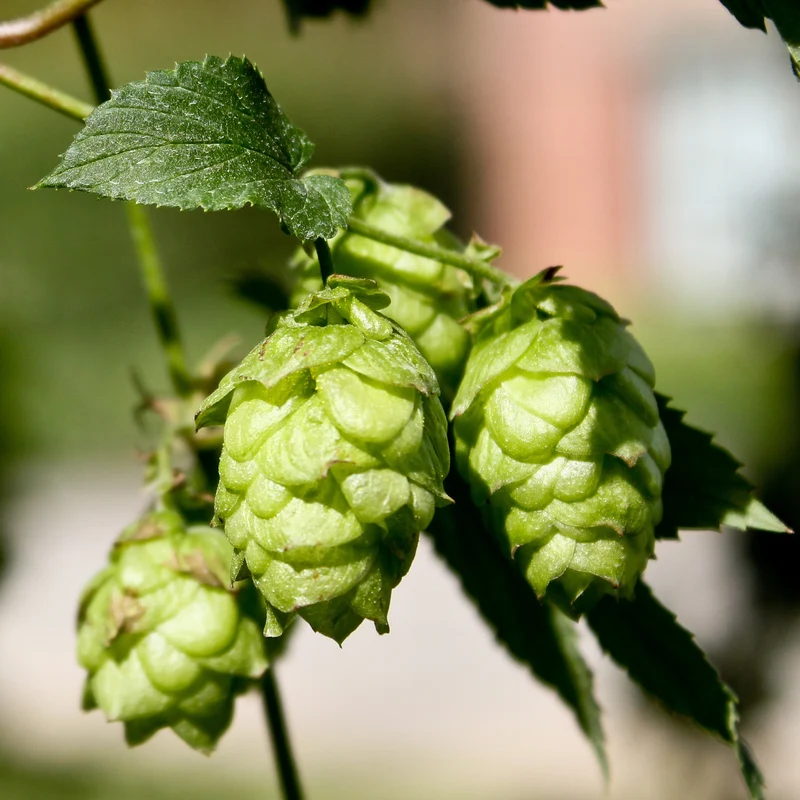 Hopfen 'Magnum'