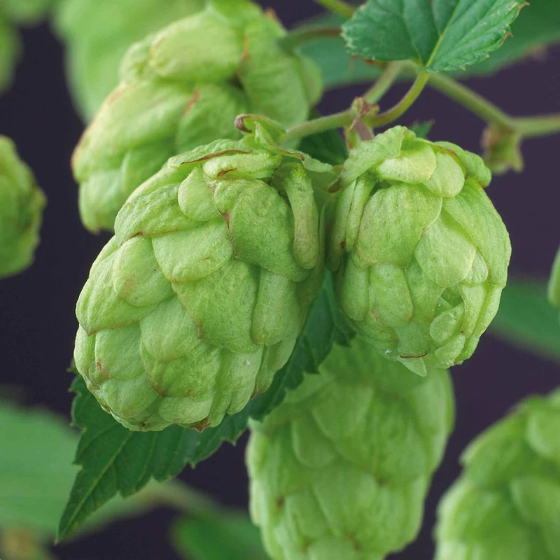 Hopfen 'Magnum'