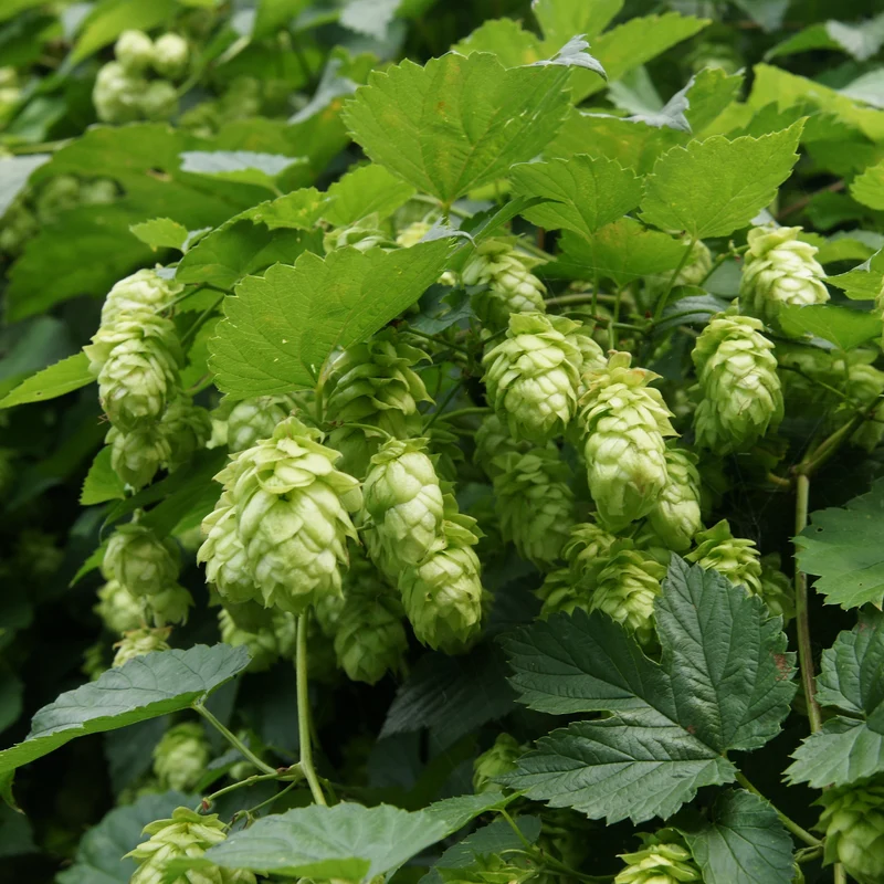 Hopfen 'Magnum'